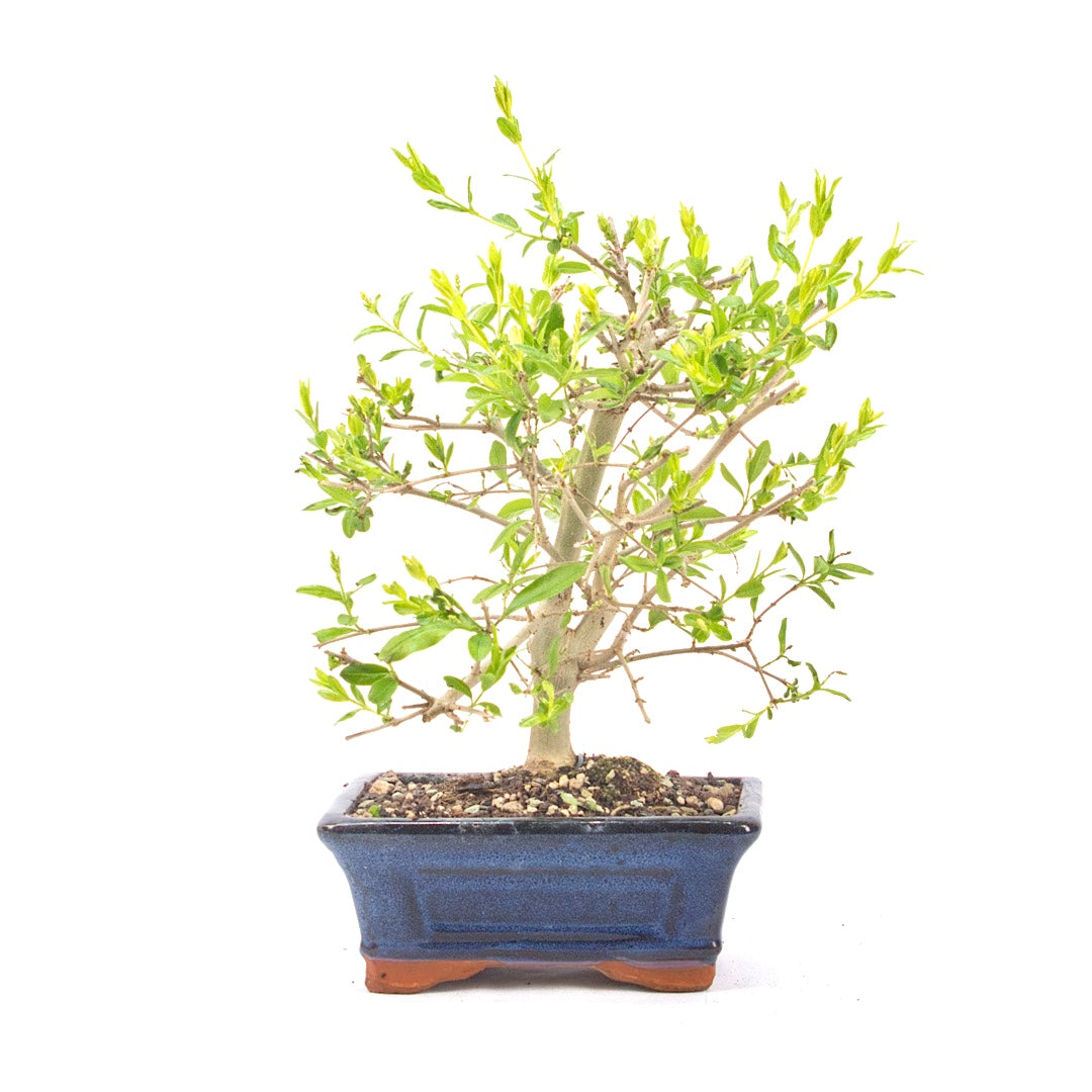 Gewöhnlichen Liguster ‚Ligustrum vulgare‘